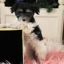 Coton de Tulear Puppy Brownie
