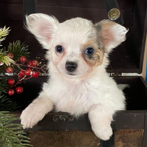 Chihuahua Puppy Tira