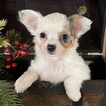 Chihuahua Puppy Tira