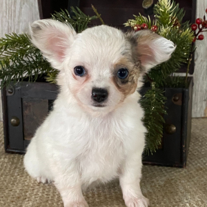 Chihuahua Puppy Tira