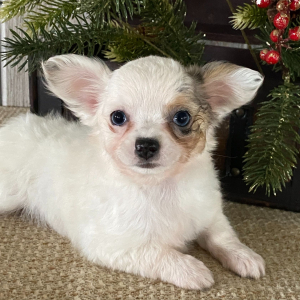 Chihuahua Puppy Tira