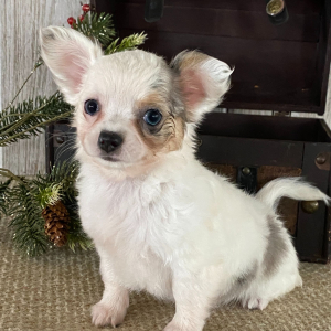Chihuahua Puppy Tira