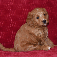 Labradoodle Puppy Tessa