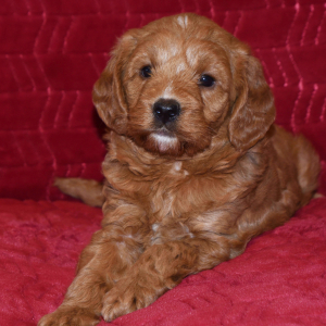 Labradoodle Puppy Tessa