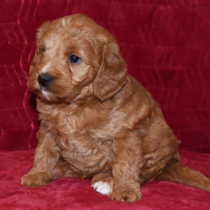Labradoodle Puppy Tessa