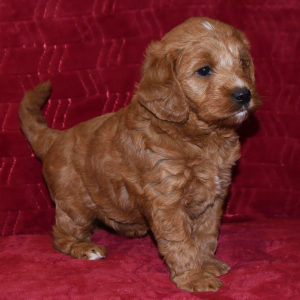 Labradoodle Puppy Tessa