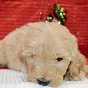 Goldendoodle Puppy Razor