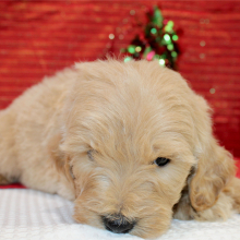 Goldendoodle Puppy Razor