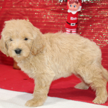 Goldendoodle Puppy Razor