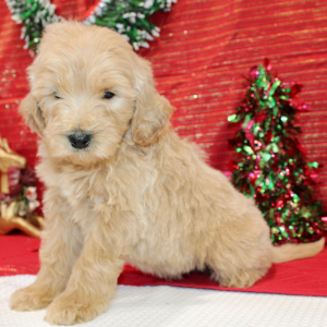 Goldendoodle Puppy Razor