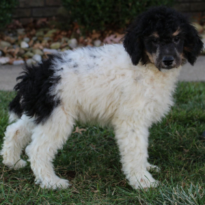 Poodle Puppy Misty