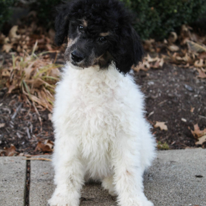 Poodle Puppy Misty