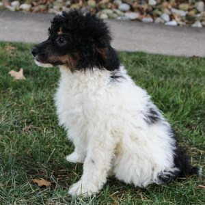Poodle Puppy Misty