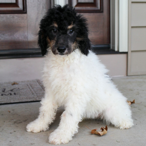 Poodle Puppy Misty