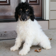 Poodle Puppy Misty