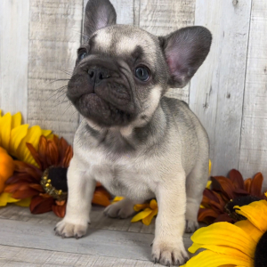 French Bulldog Puppy Toasty