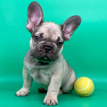 French Bulldog Puppy Toasty