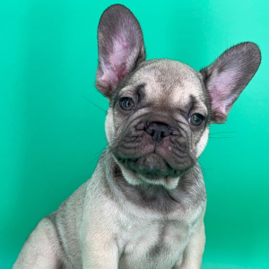 French Bulldog Puppy Toasty