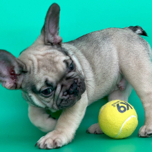 French Bulldog Puppy Toasty
