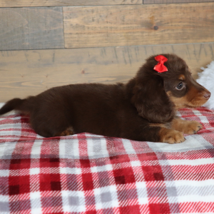 Dachshund Puppy Oakley