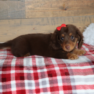 Dachshund Puppy Oakley