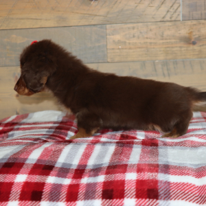 Dachshund Puppy Oakley