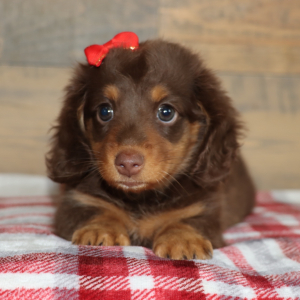 Dachshund Puppy Oakley
