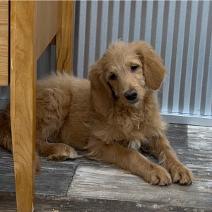 Goldendoodle Puppy Nellie