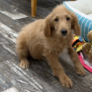 Goldendoodle Puppy Nellie
