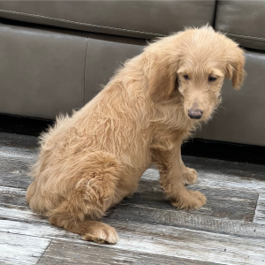 Goldendoodle Puppy Nellie