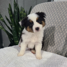 Australian Shepherd Puppy Klay