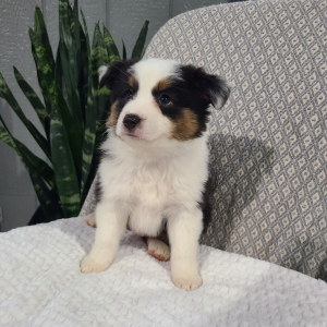 Australian Shepherd Puppy Klay