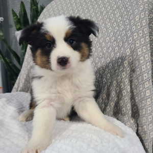 Australian Shepherd Puppy Klay
