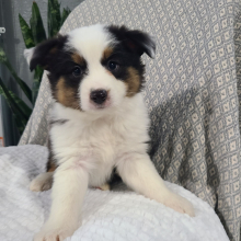 Australian Shepherd Puppy Klay