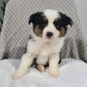 Australian Shepherd Puppy Klay