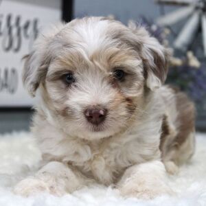 Aussiedoodle Puppy Maverick