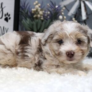 Aussiedoodle Puppy Maverick