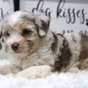 Aussiedoodle Puppy Maverick