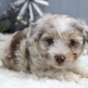 Aussiedoodle Puppy Maverick