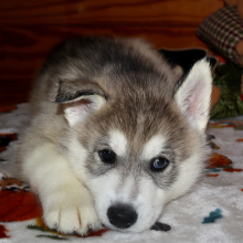 Siberian Husky Puppy Milo