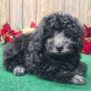 Poodle Puppy Marley