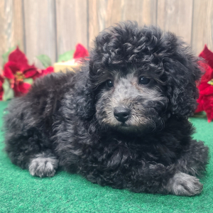 Poodle Puppy Marley