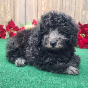 Poodle Puppy Marley