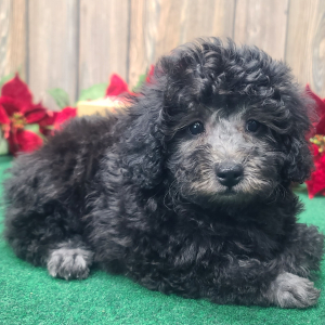Poodle Puppy Marley