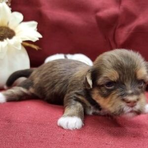 Havanese Puppy Ned