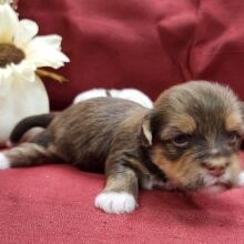 Havanese Puppy Ned