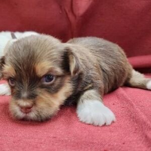 Havanese Puppy Ned