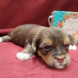 Havanese Puppy Ned