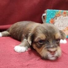 Havanese Puppy Ned
