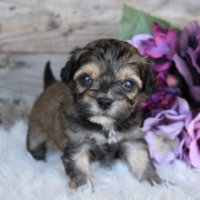 Shihpoo Puppy Zada